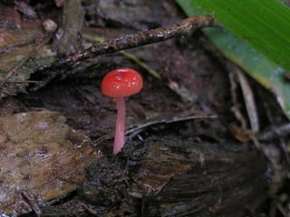 Fabulous fungi (v.m.)