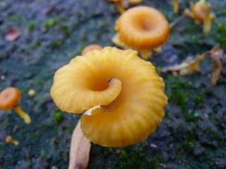 Fabulous fungi (v.m.)