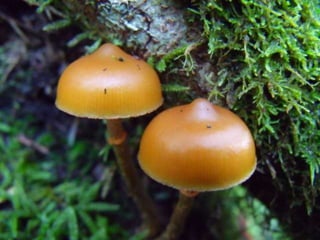 Fabulous fungi (v.m.)