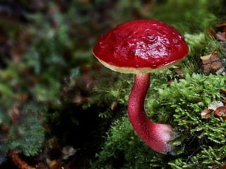 Fabulous fungi (v.m.)