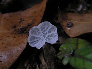 Fabulous fungi (v.m.)