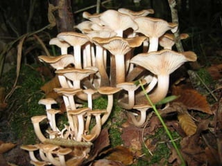 Fabulous fungi (v.m.)
