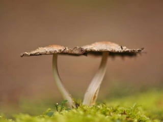 Fabulous fungi (v.m.)