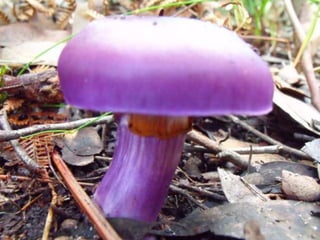 Fabulous fungi (v.m.)