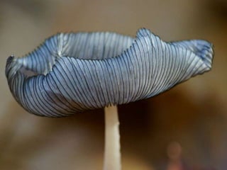 Fabulous fungi (v.m.)