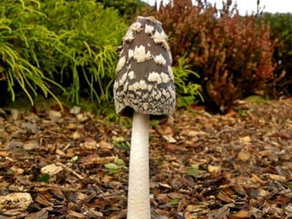 Fabulous fungi (v.m.)