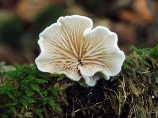Fabulous fungi (v.m.)
