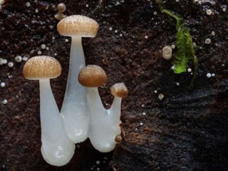 Fabulous fungi (v.m.)