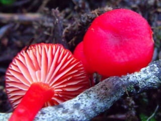 Fabulous fungi (v.m.)