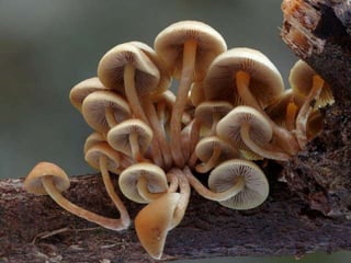 Fabulous fungi (v.m.)