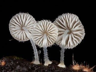 Fabulous fungi (v.m.)