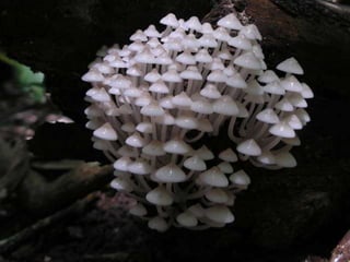 Fabulous fungi (v.m.)