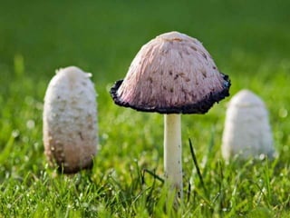 Fabulous fungi (v.m.)