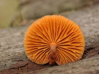 Fabulous fungi (v.m.)