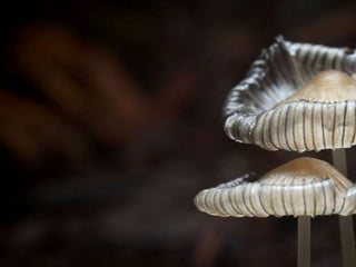 Fabulous fungi (v.m.)