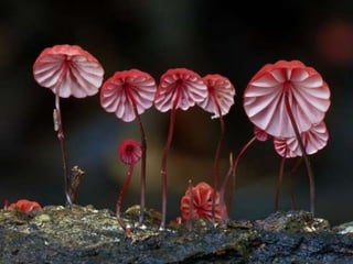 Fabulous fungi (v.m.)
