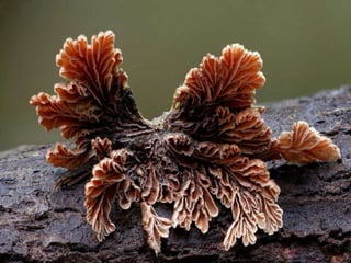 Fabulous fungi (v.m.)