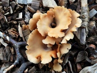 Fabulous fungi (v.m.)