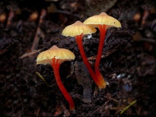Fabulous fungi (v.m.)