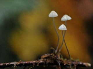 Fabulous fungi (v.m.)