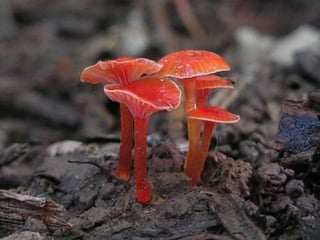 Fabulous fungi (v.m.)