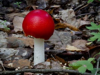 Fabulous fungi (v.m.)