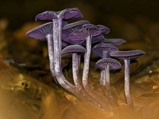 Fabulous fungi (v.m.)