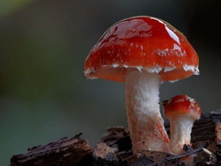 Fabulous fungi (v.m.)