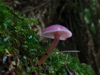 Fabulous fungi (v.m.)