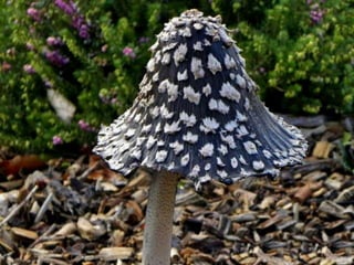 Fabulous fungi (v.m.)