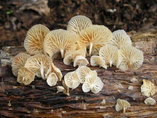 Fabulous fungi (v.m.)