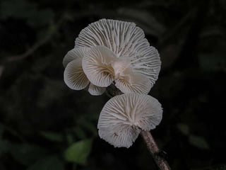 Fabulous fungi (v.m.)