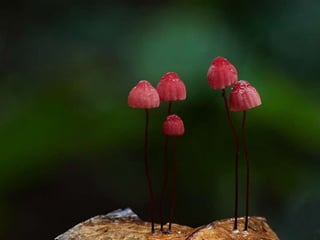 Fabulous fungi (v.m.)