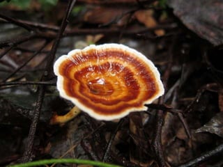 Fabulous fungi (v.m.)