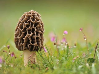 Fabulous fungi (v.m.)