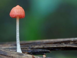 Fabulous fungi (v.m.)