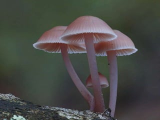 Fabulous fungi (v.m.)