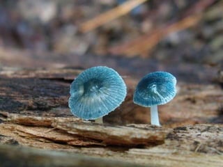 Fabulous fungi (v.m.)