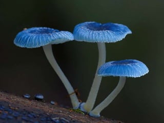 Fabulous fungi (v.m.)