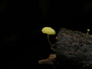 Fabulous fungi (v.m.)