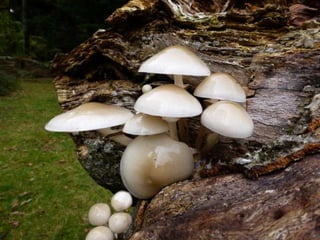Fabulous fungi (v.m.)