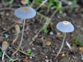 Fabulous fungi (v.m.)