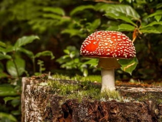 Fabulous fungi (v.m.)