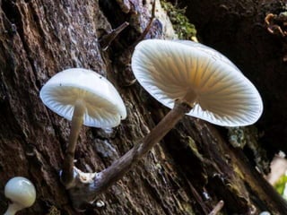 Fabulous fungi (v.m.)