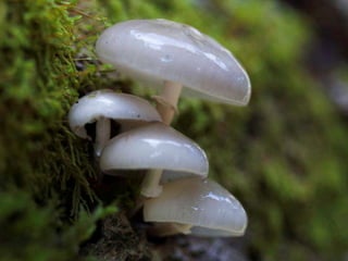 Fabulous fungi (v.m.)