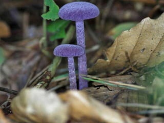 Fabulous fungi (v.m.)