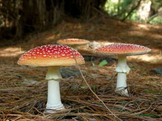 Fabulous fungi (v.m.)