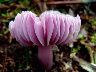 Fabulous fungi (v.m.)