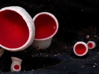 Fabulous fungi (v.m.)