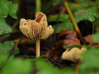 Fabulous fungi (v.m.)